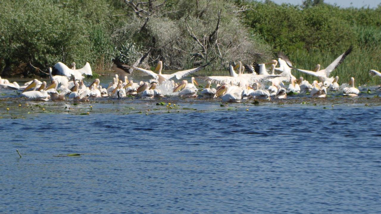 Pensiunea 4 Salcii Baltenii de Sus Bagian luar foto